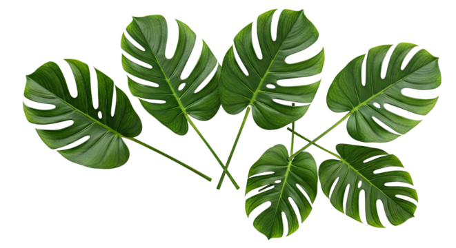 Artificial Monstera Leaves for Decoration and Craft Projects.