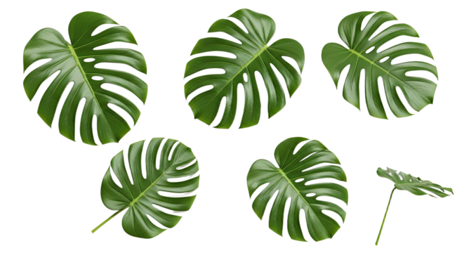 Collection of Monstera Deliciosa Leaves Isolated on White Background 1. - Powered by Adobe