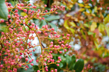 Clusters of small, pink berries growing on delicate branches, surrounded by lush green leaves