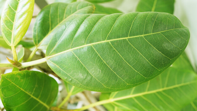 Close-up of Ficus benghalensis leaf showing detailed veins and vibrant green texture