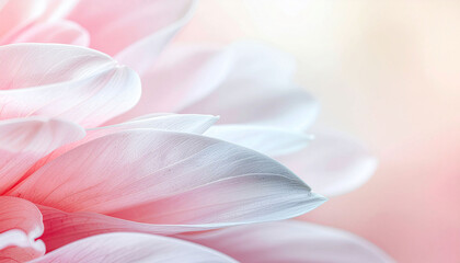 Fototapeta premium Delicate pink flower petals unfurl gracefully, showcasing soft textures and gentle light for pure, serene beauty in nature's art.