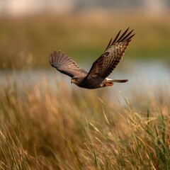 Fototapeta premium Majestic Snail Kite in Descent over Lush Grassy Wetlands - A Wildlife Encounter