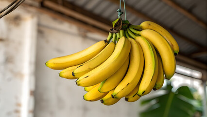Hanging bunch of bananas.
