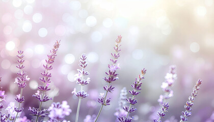 Obraz premium Stunning purple lavender flowers bloom with soft bokeh light, creating a serene and beautiful natural background perfect for wellness and beauty brands
