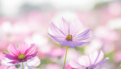 Fototapeta premium Dreamy cosmos flowers in pastel hues create a peaceful, feminine vibe perfect for wellness brands or spring promotions, a floral fantasy for you