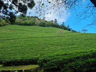 This is a view of a green tea field in Korea.