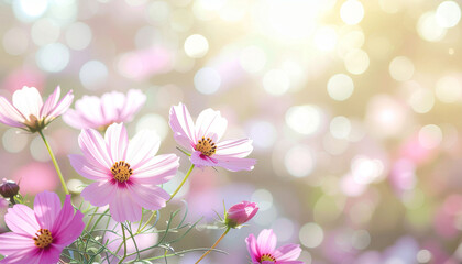 Obraz premium Delicate pink cosmos flowers bloom softly in warm golden sunlight, creating a dreamy, ethereal atmosphere perfect for spring and summer themes.