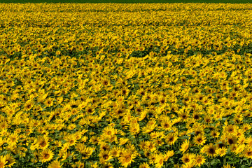 Fototapeta premium A field of sunflowers blooming quietly in the sunlight