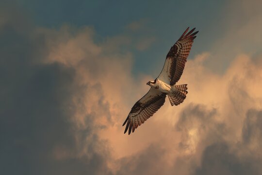 Seahawk in Flight: A Majestic Bird Soaring Through the Sky with Wings Outstretched