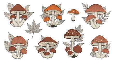 Vintage hand-drawn collection of different forest mushrooms with fall leaves, an artistic botanical illustration set.