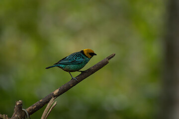Saffron-crowned tanager on a branch