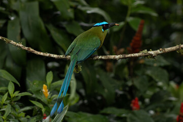 Andean motmot eating on a branch