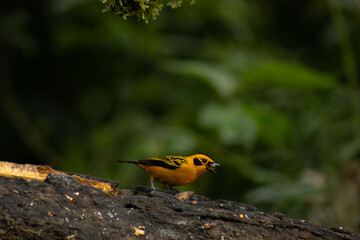 Golden Tanager eating some banana on a tree trunk