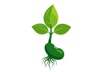 Green bean sprout with roots and three vibrant leaves, symbolizing new life, sustainable growth, and natural development, isolated on a clean white background