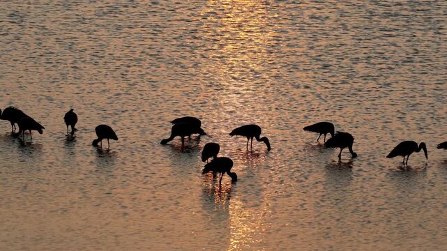 African openbill storks (Anastomus lamelligerus) foraging in shallow water at sunset, Kruger National Park, South Africa