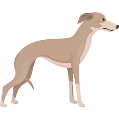 Light Brown Whippet Dog Standing Profile View Transparent Background Full Body View Detailed Illustration Realistic Colors Gentle Expression Aware Gaze Calm Pose