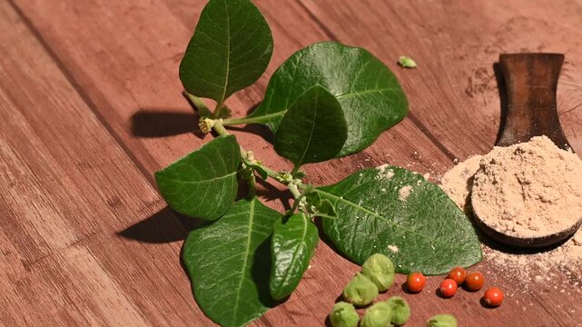 Withania somnifera ( Ashwagandha) Root powder, Green Fruit, green leaves on wooden background. Herb