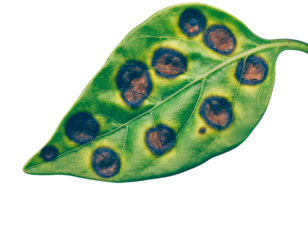 Isolated Leaf with Brown Fungal Target Spots (Transparent Background)