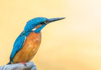 lilac breasted roller