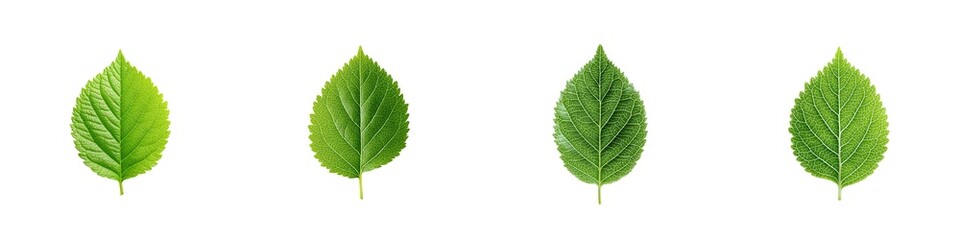 Fototapeta premium Set of green leaves isolated on transparent background