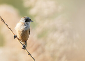 great tit parus major