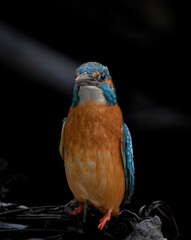 bird on a branch