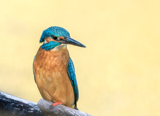 lilac breasted roller