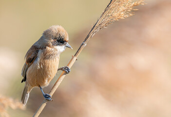 Naklejka premium great tit parus major