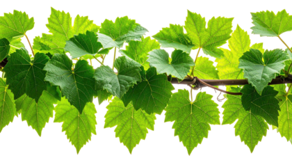 Bright green grape vine leaves, natural background, fresh
