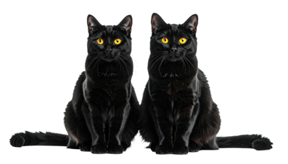 Two sleek black cats sitting side-by-side, facing forward