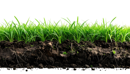 Fresh green grass atop dark soil profile