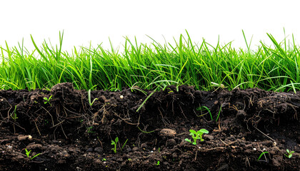 Obraz premium Soil and grass cross-section, showcasing roots
