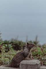 Squirrel by the ocean