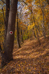 autumn in the forest