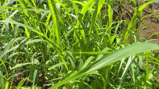 Close-Up View of Lush Green Fodder Grass Moving in the Breeze