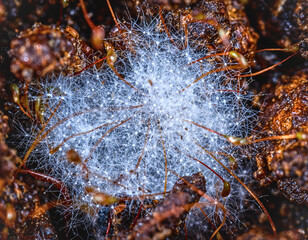 Extreme Macro of White Mycelium Fungi Growth on Soil