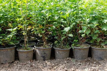 Rows of Chrysanthemums Growing in Nursery Pots for Commercial Cultivation