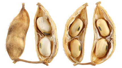 Variety of seeds displayed closely for inspection collection of diverse seeds showcasing natural forms