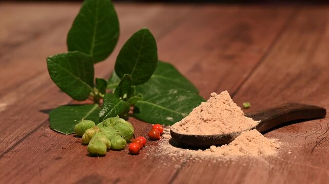 Withania somnifera ( Ashwagandha) Root powder, Green Fruit, green leaves on wooden background. Herb