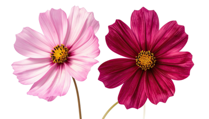 Two cosmos flowers, one pink, one red, with yellow centers