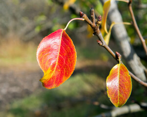 Red autumn leaf on a pear tree branch. The last leaves in the autumn orchard