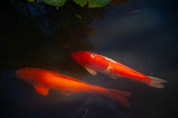 Scarlet carp in the pond