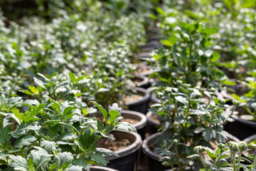 chrysanthemum seedling flowering plants in nursery