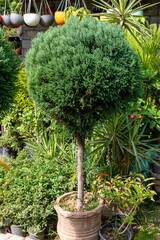 Chinese Juniper Evergreen Topiary Tree. Chinese Juniper Evergreen Topiary Trees.