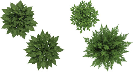 Top view green plants, botanical foliage collection, tropical leaves, radial symmetry, fern texture, garden design, nature elements, isolated vector illustration © Sumia Art