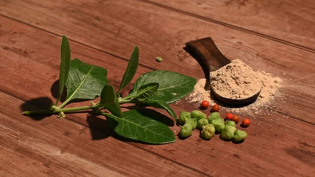 Withania somnifera ( Ashwagandha) Root powder, Green Fruit, green leaves on wooden background. Herb