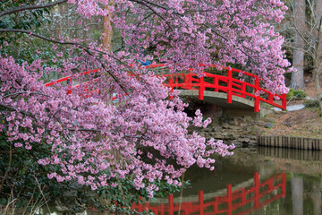 Cherry blossoms and a red bridge in Sarah P. Duke gardens in Durham, North Carolina