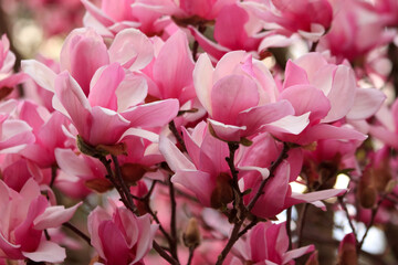 Close up of magnolia blossom in spring in Sarah P. Duke gardens in Durham, North Carolina