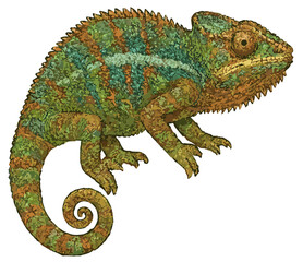 Furcifer pardalis illustration