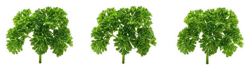 Obraz premium Three green plants with lush leaves thrive indoors vibrant foliage of three plants adds natural beauty to space